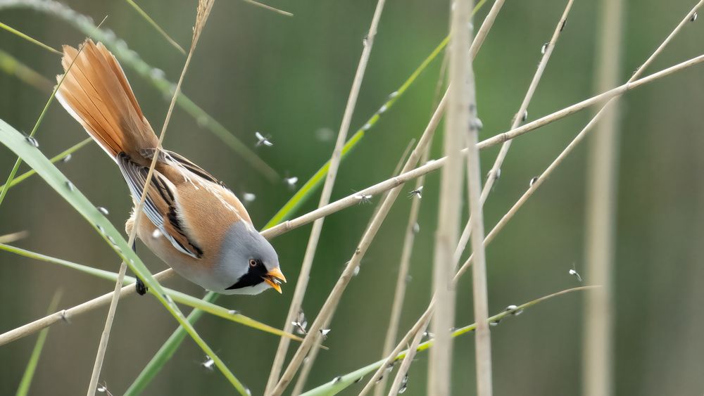 Bearded Reedling