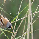 Bearded Reedling