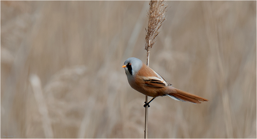 Bearded reedling