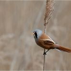 Bearded reedling