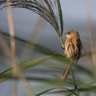 Bearded reedling among the stalks