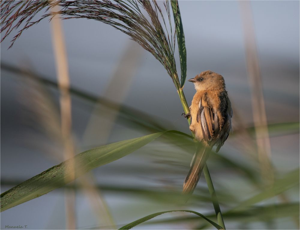 Bearded reedling among the stalks