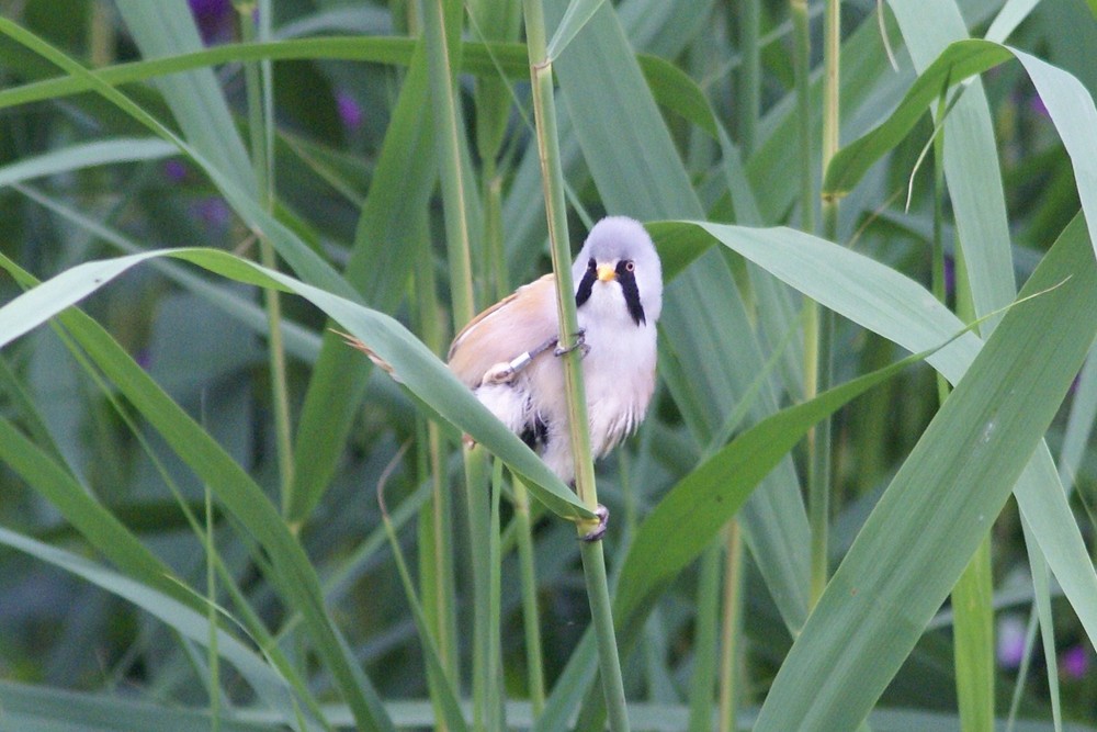 Bearded Reedling