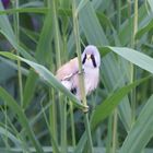 Bearded Reedling