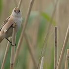 Bearded Reedling