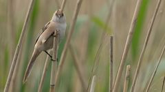 Bearded Reedling