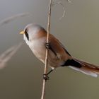 Bearded reedling male