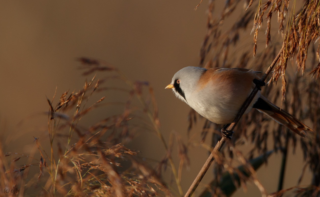 Bearded reedling (male)