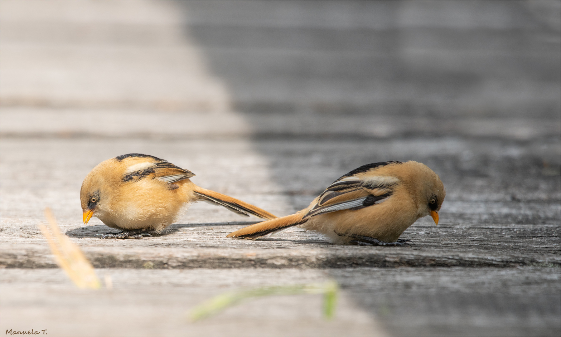 Bearded reedling on the jetty