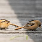 Bearded reedling on the jetty