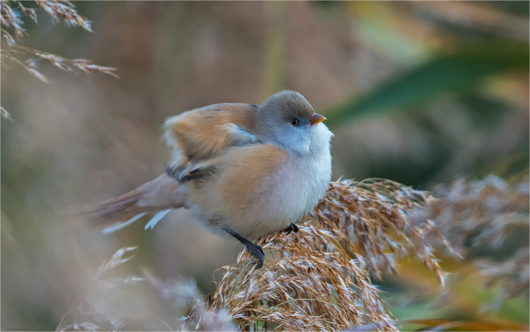 Bearded reedling or bearded tit