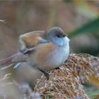 Bearded reedling or bearded tit