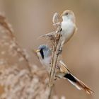 Bearded reedlings, male and female