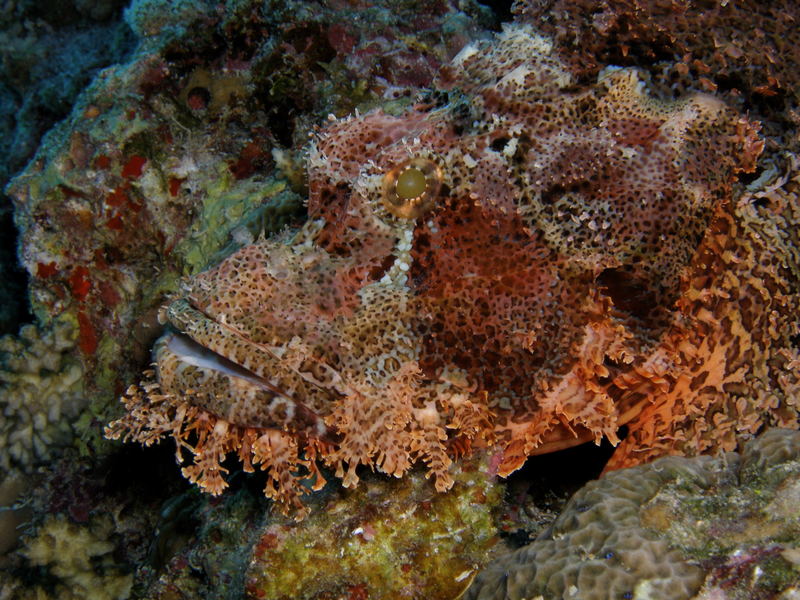 Bearded Scorpionfish