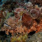 Bearded Scorpionfish