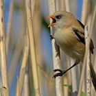 Bearded Tit