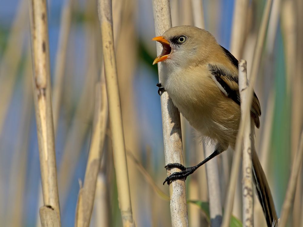 Bearded Tit