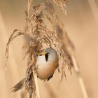 Bearded tit