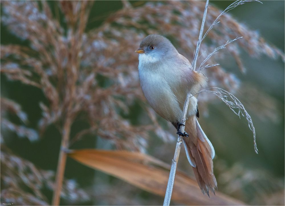 Bearded tit