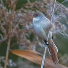 Bearded tit