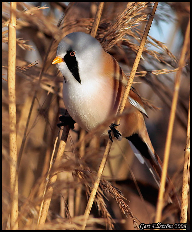 Bearded Tit