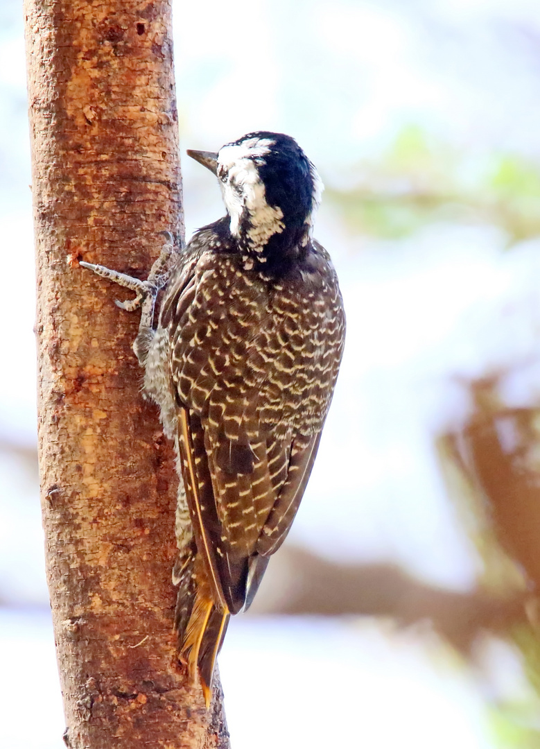 Bearded Woodpecker (Dendropicos namaquus)