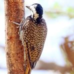 Bearded Woodpecker (Dendropicos namaquus)