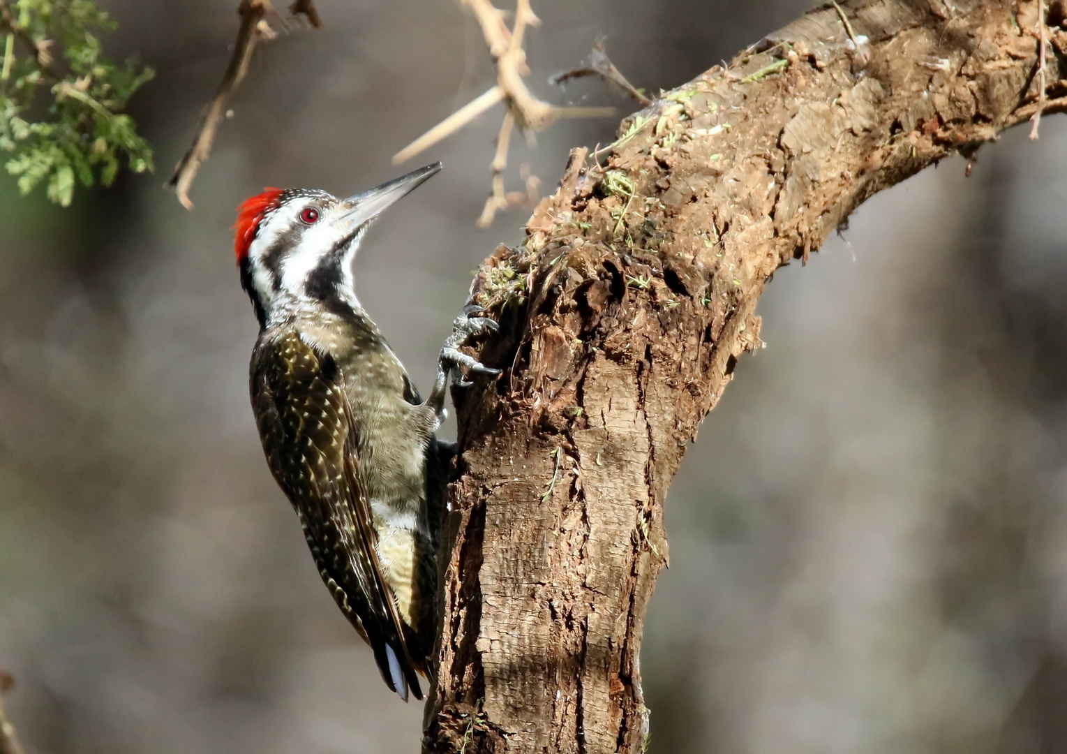 Bearded Woodpecker,(Dendropicos namaquus)