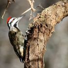 Bearded Woodpecker,(Dendropicos namaquus)