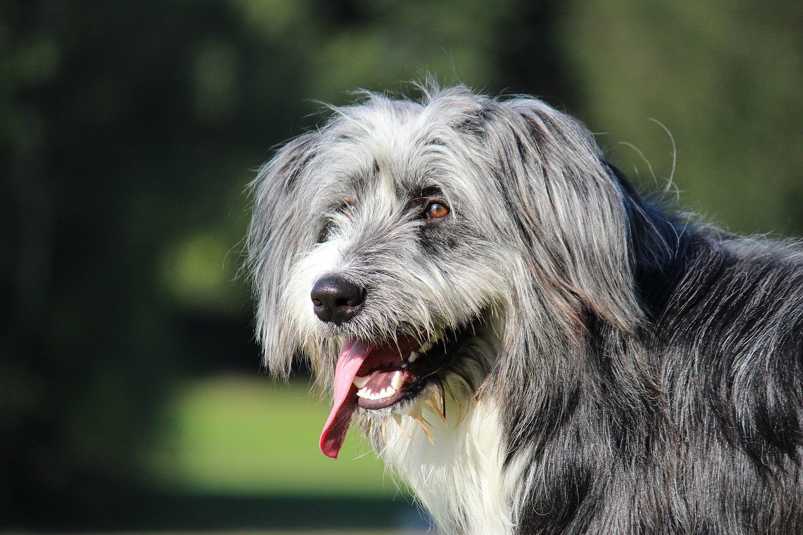 Beardet Collie