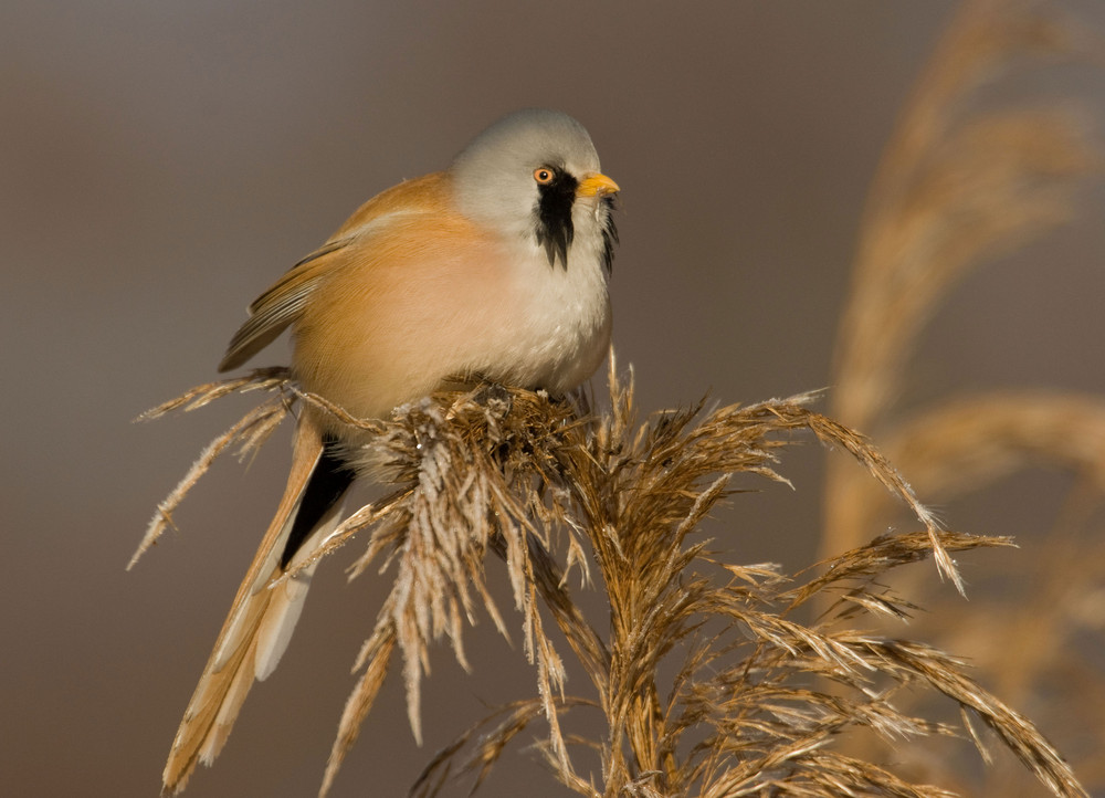 Beared Tit