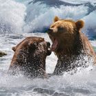 Bearfight