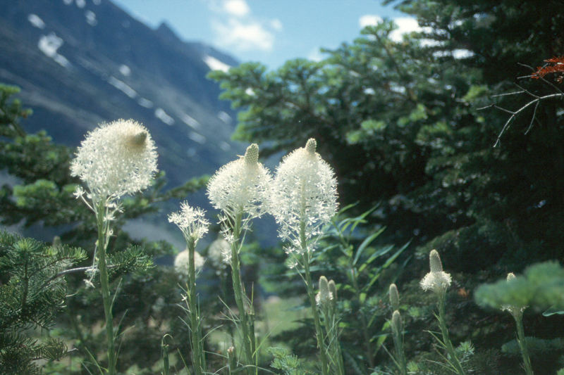 Beargrass