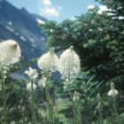 Beargrass