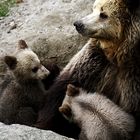 Bears