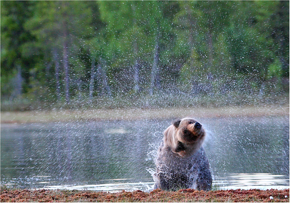 Bears of Finland 2008 - III