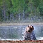 Bears of Finland 2008 - III