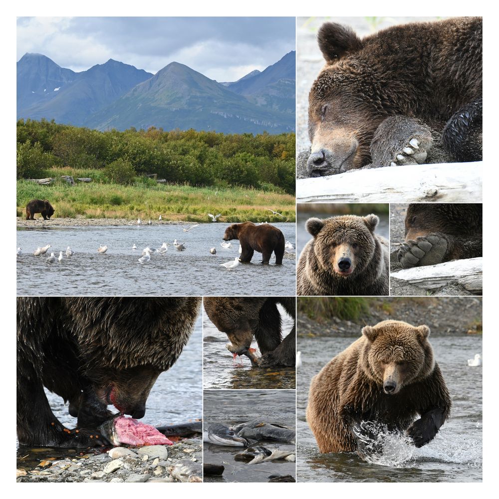 Bears of Katmai