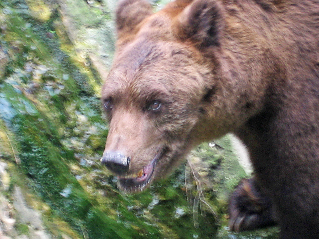 Bear's watering