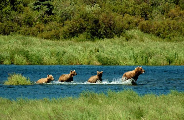 Bears/Family of 4