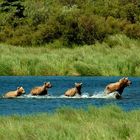 Bears/Family of 4