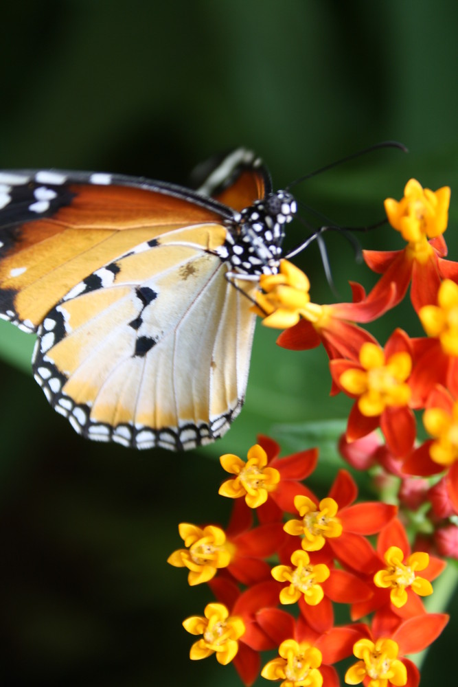 Beatiful Butterfly