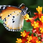 Beatiful Butterfly