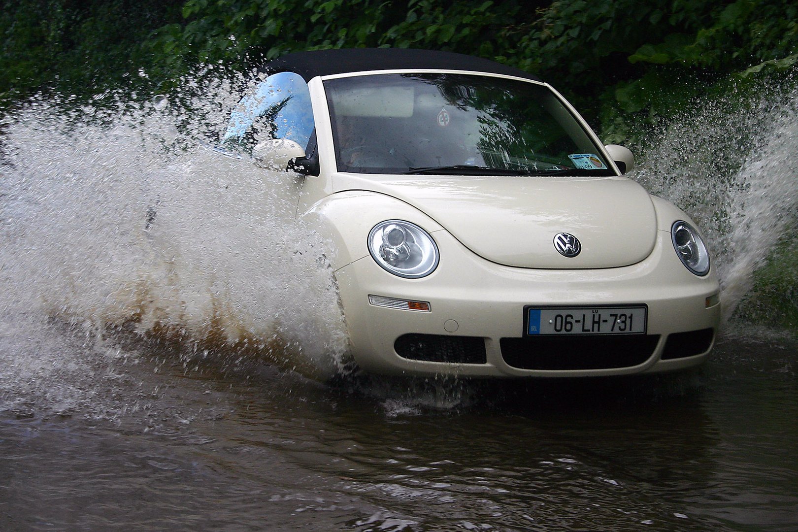 Beatle in Puddle