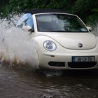 Beatle in Puddle