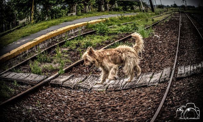 Beatles Ferroviario ( Beatles-Eisenbahn ) 