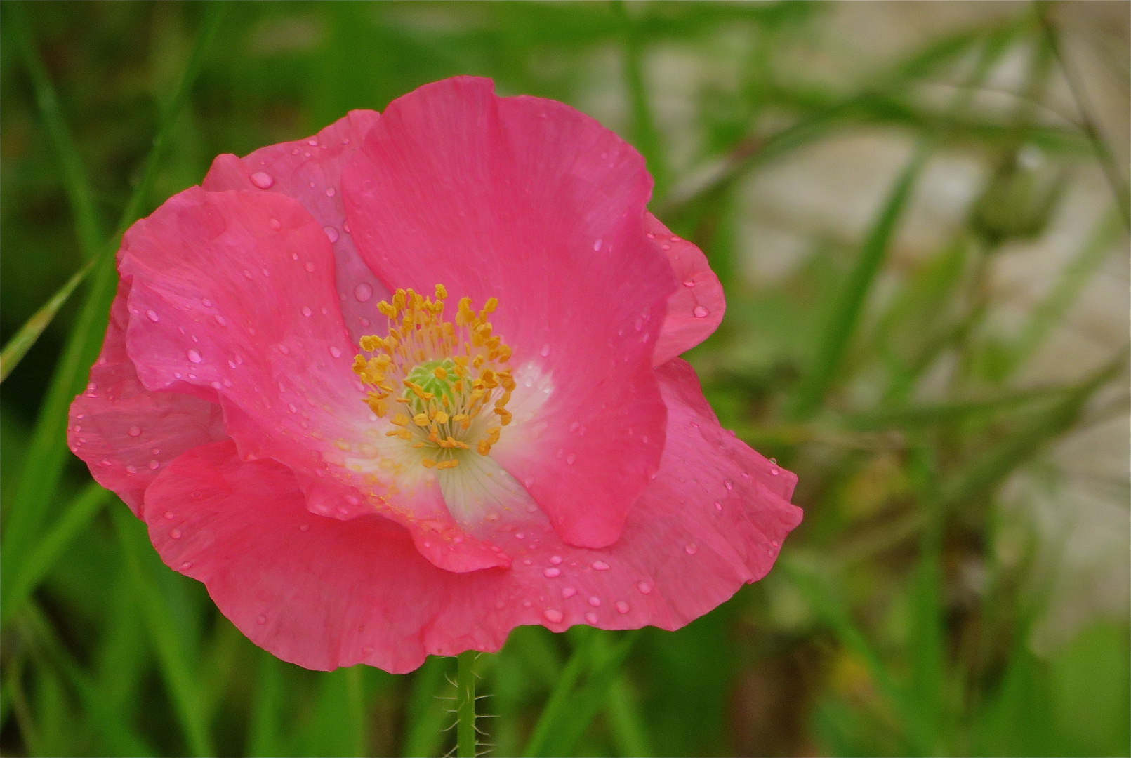 ...beau après le pluie !!!...