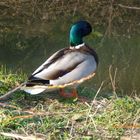 Beau canard mâle.