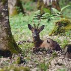 Beau chevreuil aux jolis bois au repos 