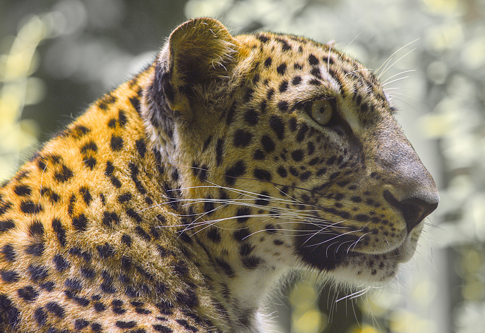 Beau félin (Panthera pardus saxicolor, panthère de Perse)